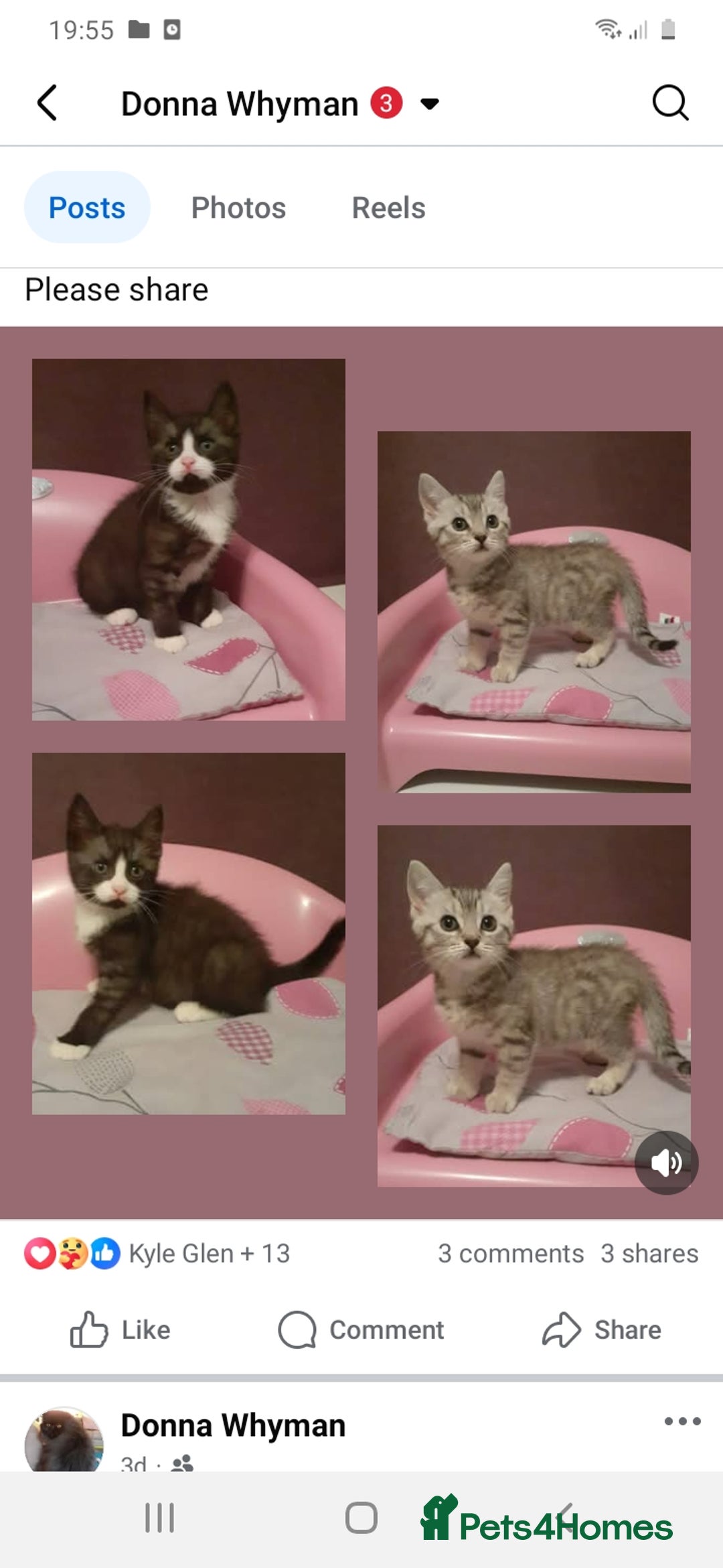 Mixed Breed cats for sale: 2x Vaccinated Kittens  - Image 6