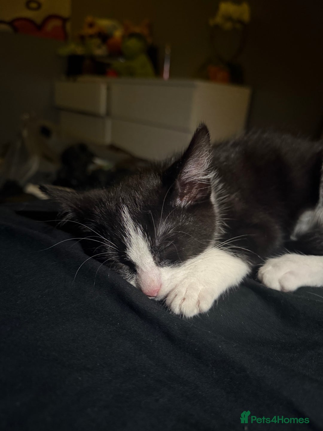British Shorthair cats for sale: Milo  - Image 5