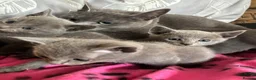 Russian Blue cats for sale: Stunning gccf registered Russian blue kittens  - Advert 6