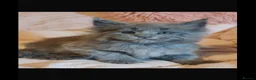 Ragdoll cats for sale: Beautiful 😻😻💖💙 Ragcoons  - Advert 14