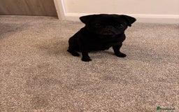 Jug dogs for sale: Beautiful jug puppies for sale  - Image 1