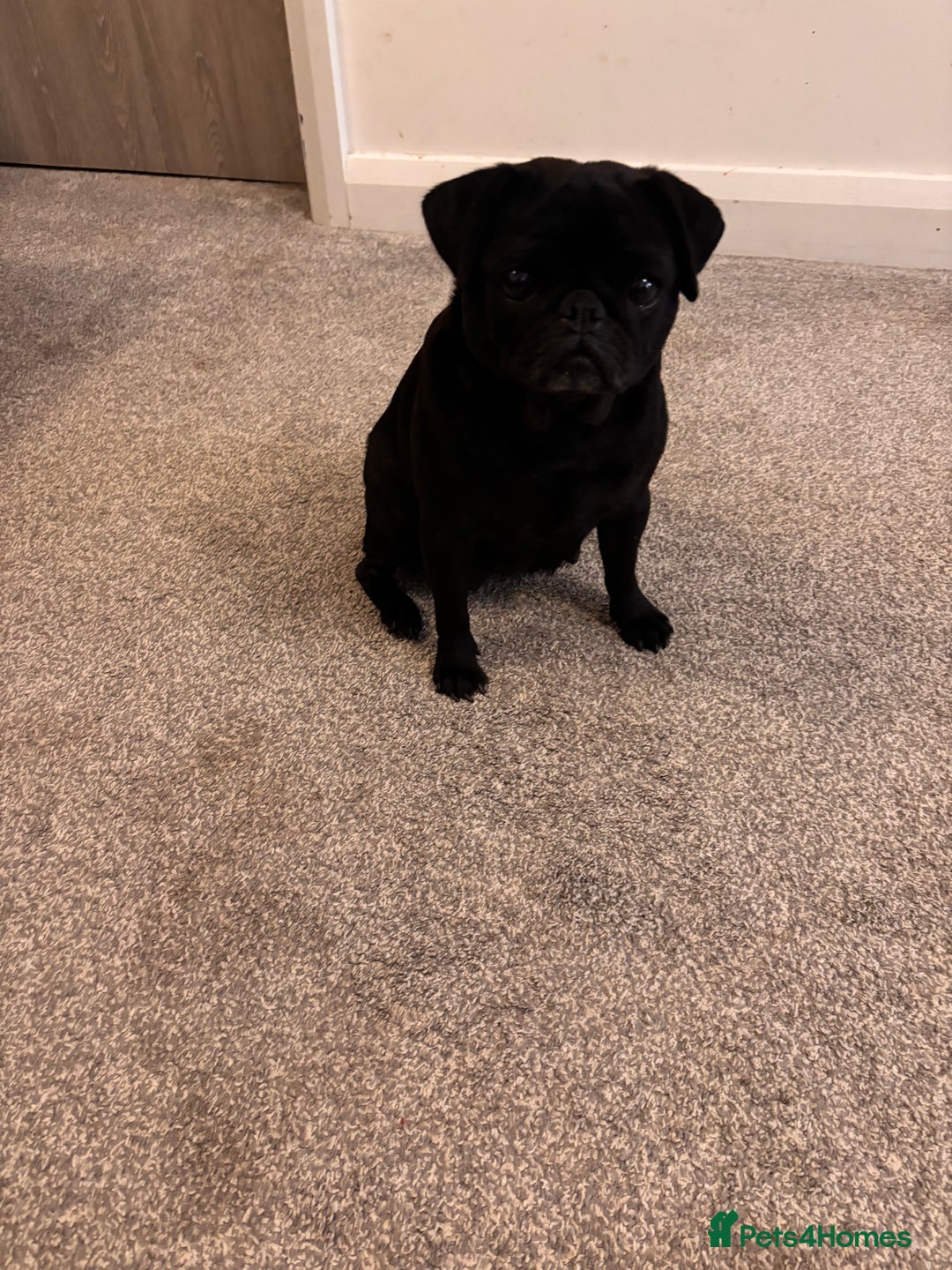 Jug dogs for sale: Beautiful jug puppies for sale  - Image 1