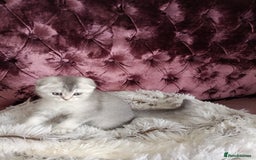 British Shorthair cats for sale: Gorgeous kittens for sale  - Image 3