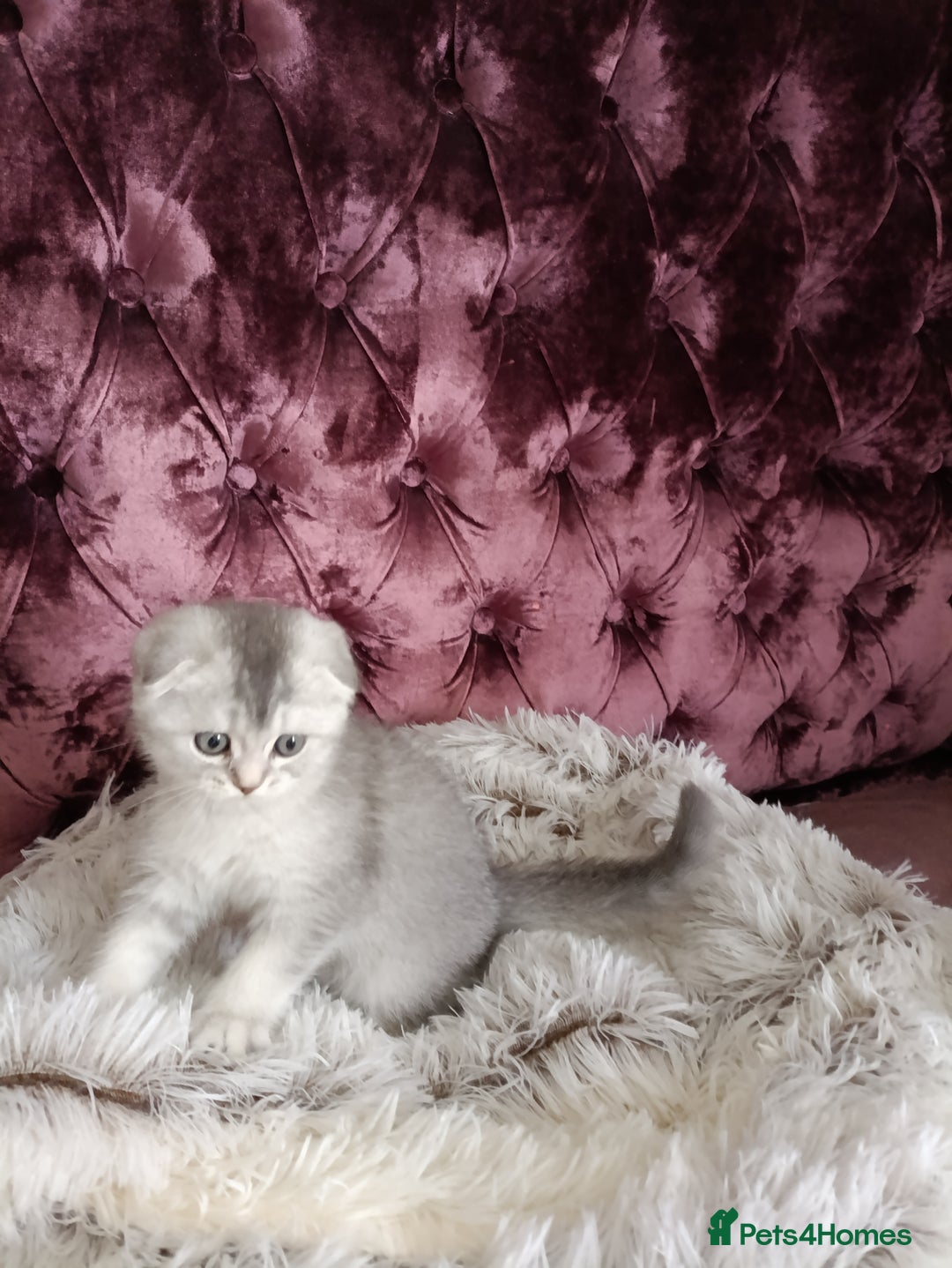 British Shorthair cats for sale: Gorgeous kittens for sale  - Image 3