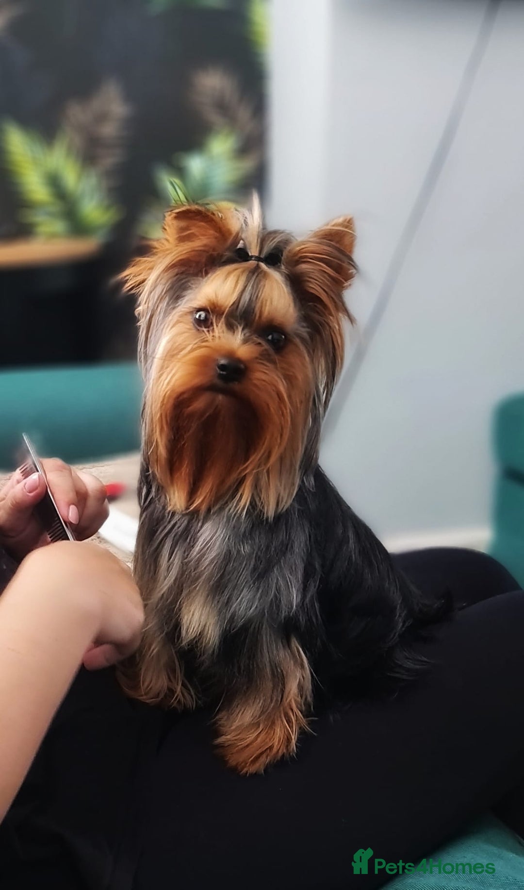 Yorkshire Terrier dogs for stud: KCReg Assured Breeder/Benjamin looking for a date in Southampton - Advert 3