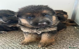 German Shepherd dogs for sale: German Shepherds - Image 5