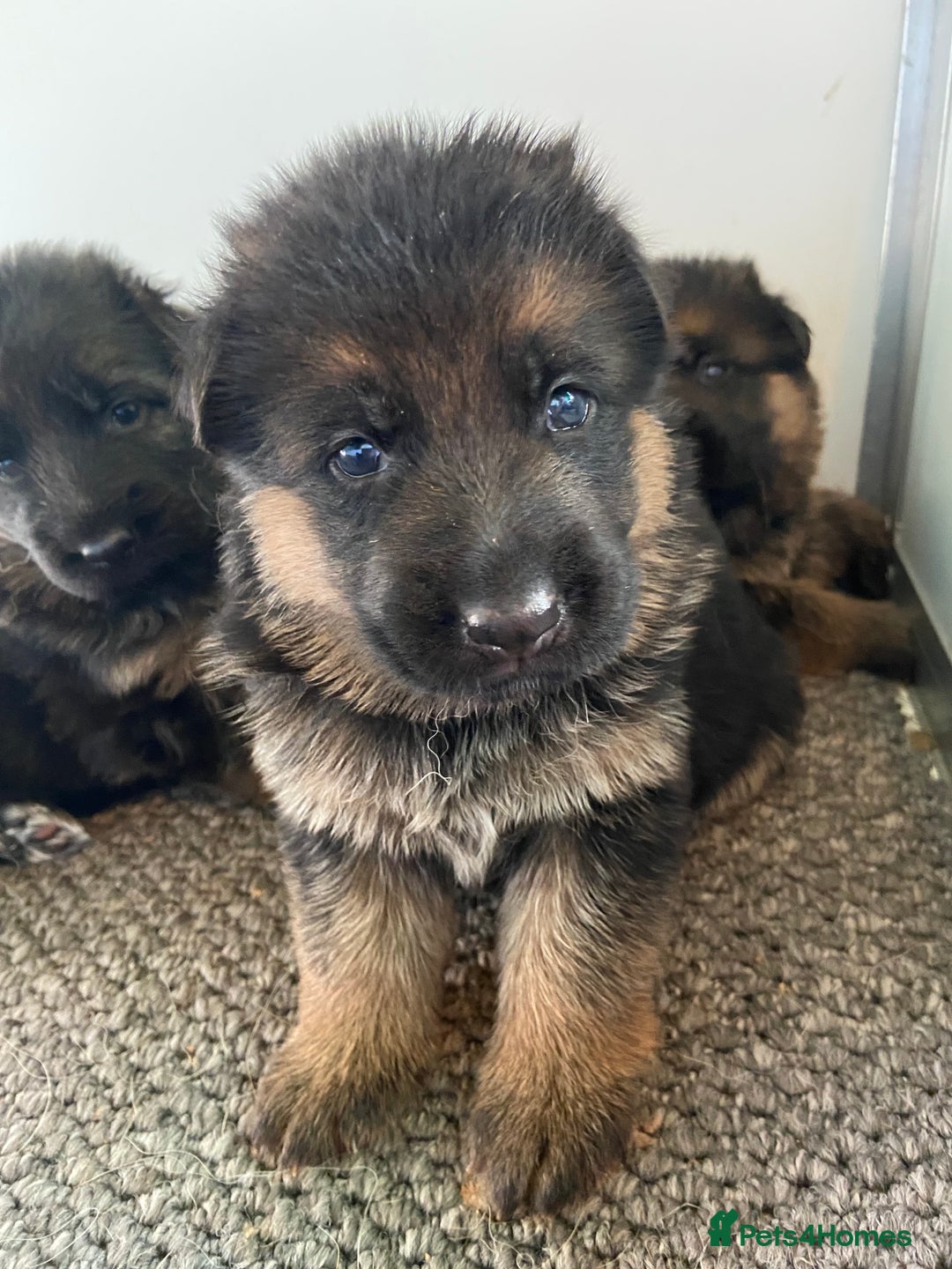 German Shepherd dogs for sale: German Shepherds - Image 5
