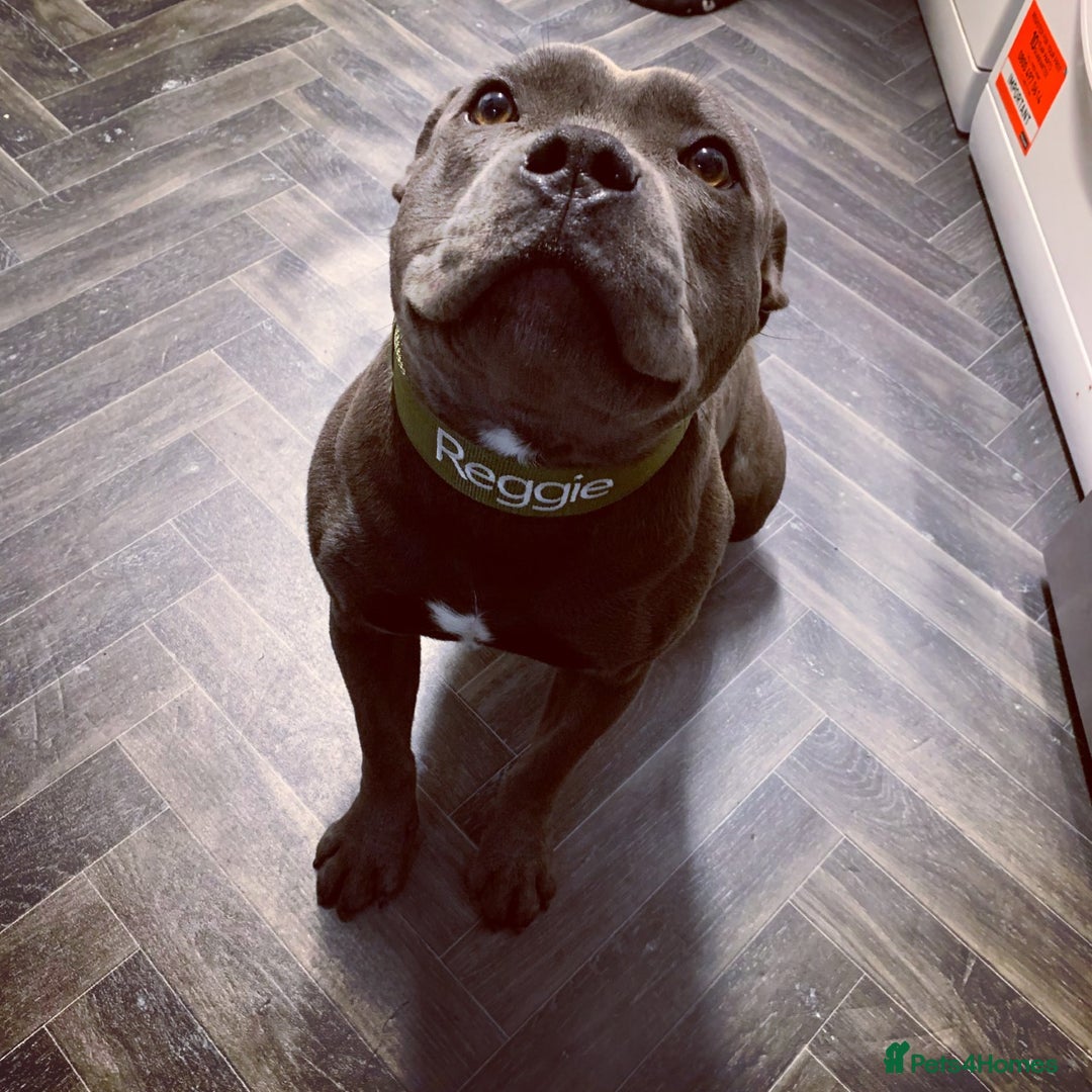 Staffordshire Bull Terrier dogs for stud: REGGIE kc PROVEN (HEALTH TESTED) Dark Blue in Wisbech - Image 8