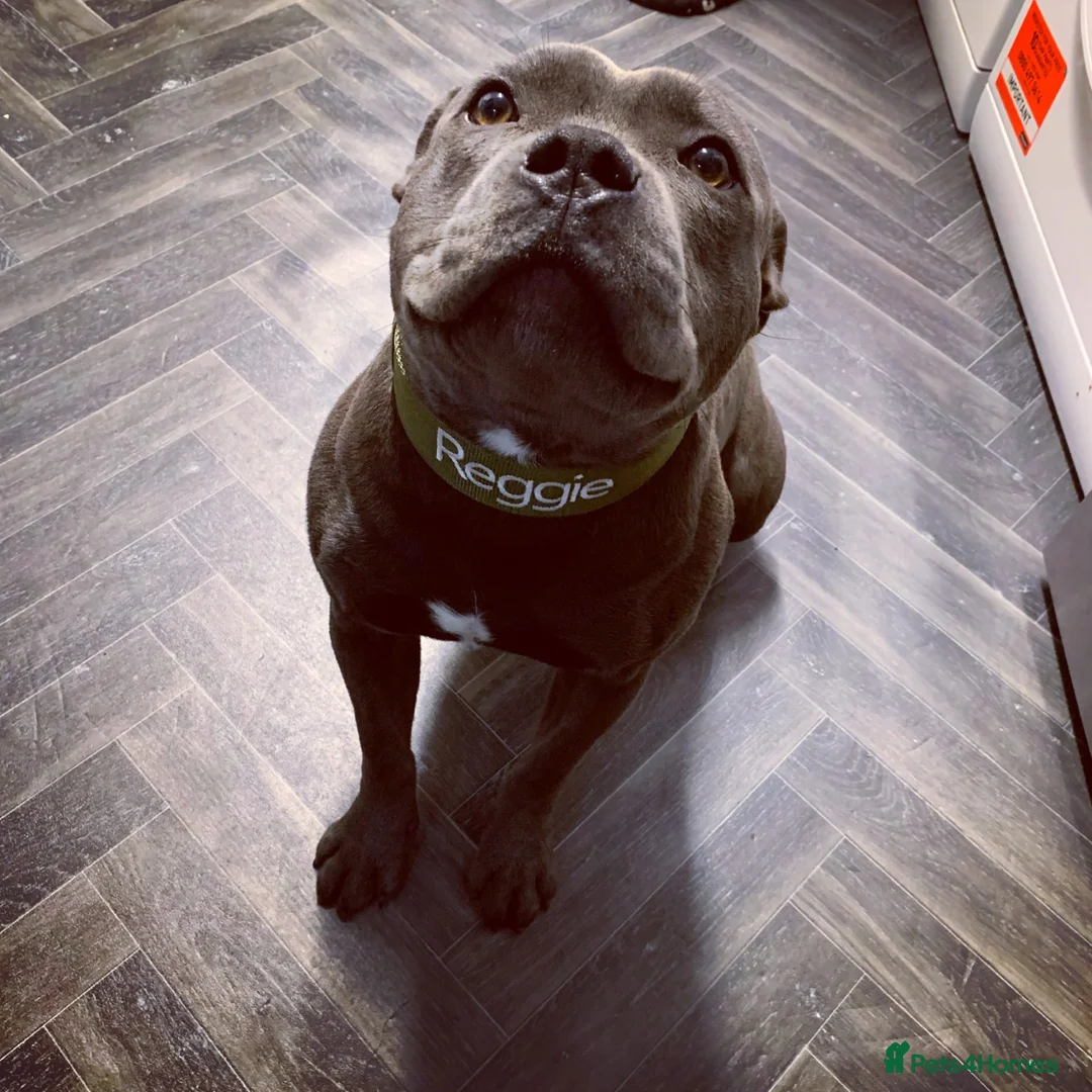 Staffordshire Bull Terrier dogs for stud: REGGIE kc PROVEN (HEALTH TESTED) Dark Blue in Wisbech - Advert 8