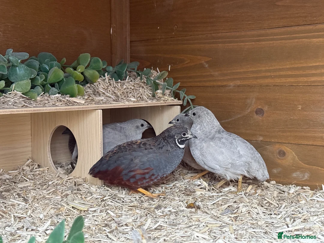 Quail poultry for sale: Chinese Painted Quail (Button Quail) - Advert 1