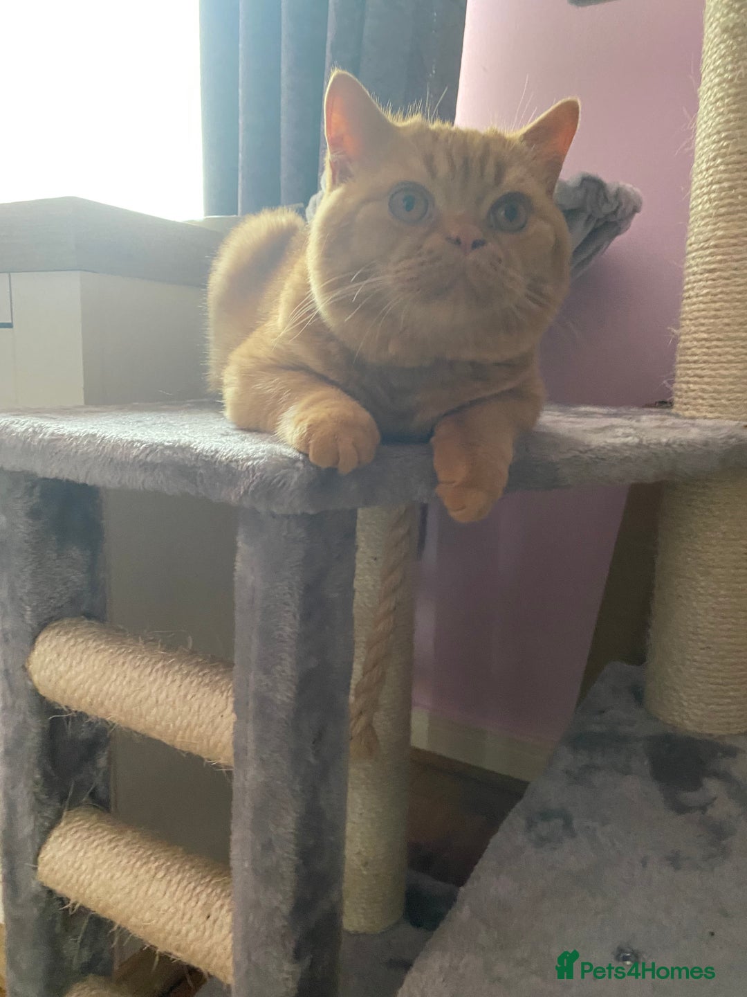 British Shorthair cats for sale: Re homing this Beautiful Boy - Image 18
