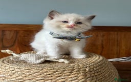 Ragdoll cats for sale: TICA Registered Ragdoll Kittens - Image 26