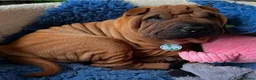 Shar Pei dogs for stud: Champion Shar Pei Stud in Doncaster - Advert 10