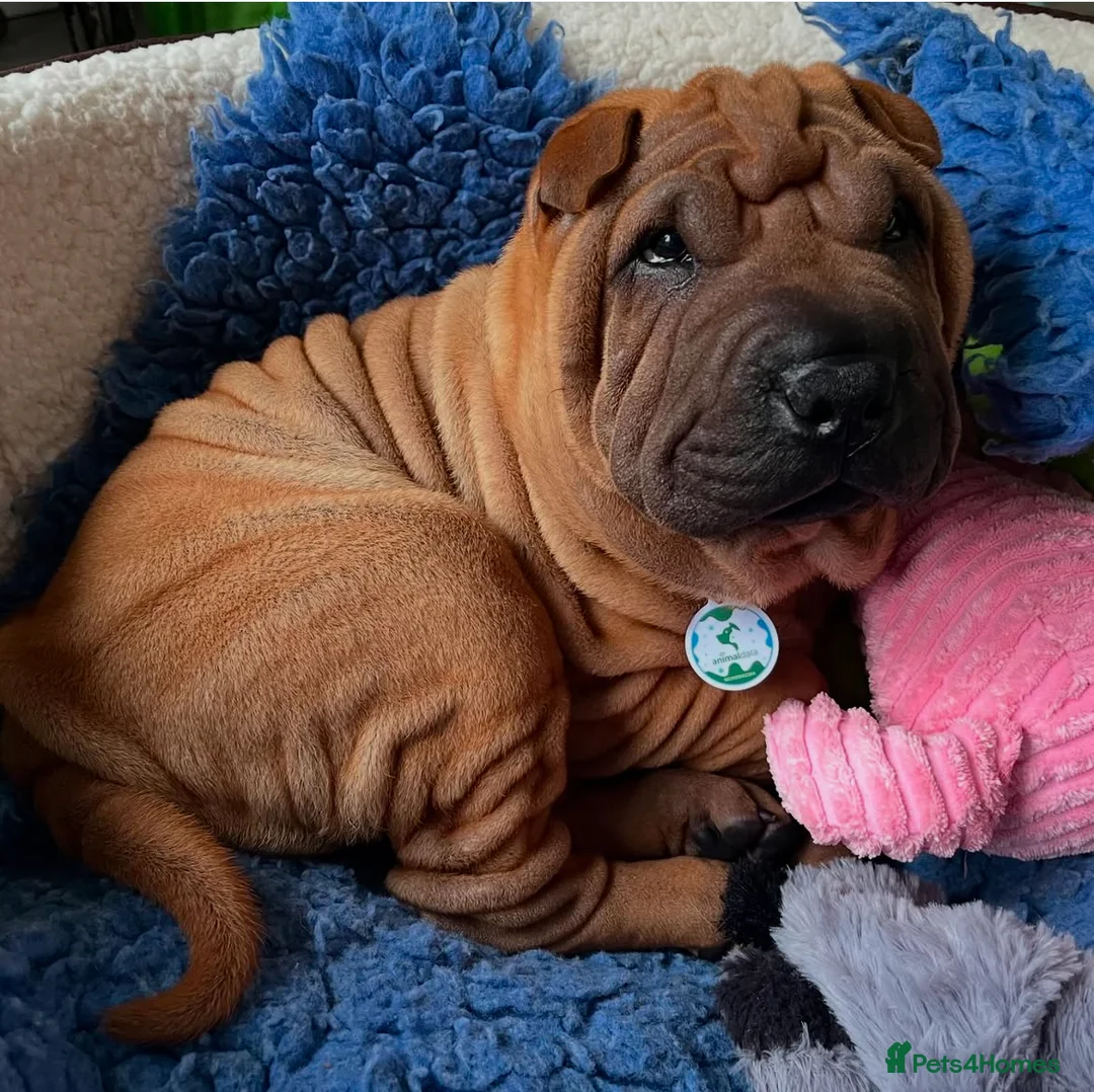 Shar Pei dogs for stud: Champion Shar Pei Stud in Doncaster - Advert 10