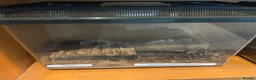 Mixed Breed reptiles for sale: Snakes spiders scorpions  in Macclesfield - Advert 9