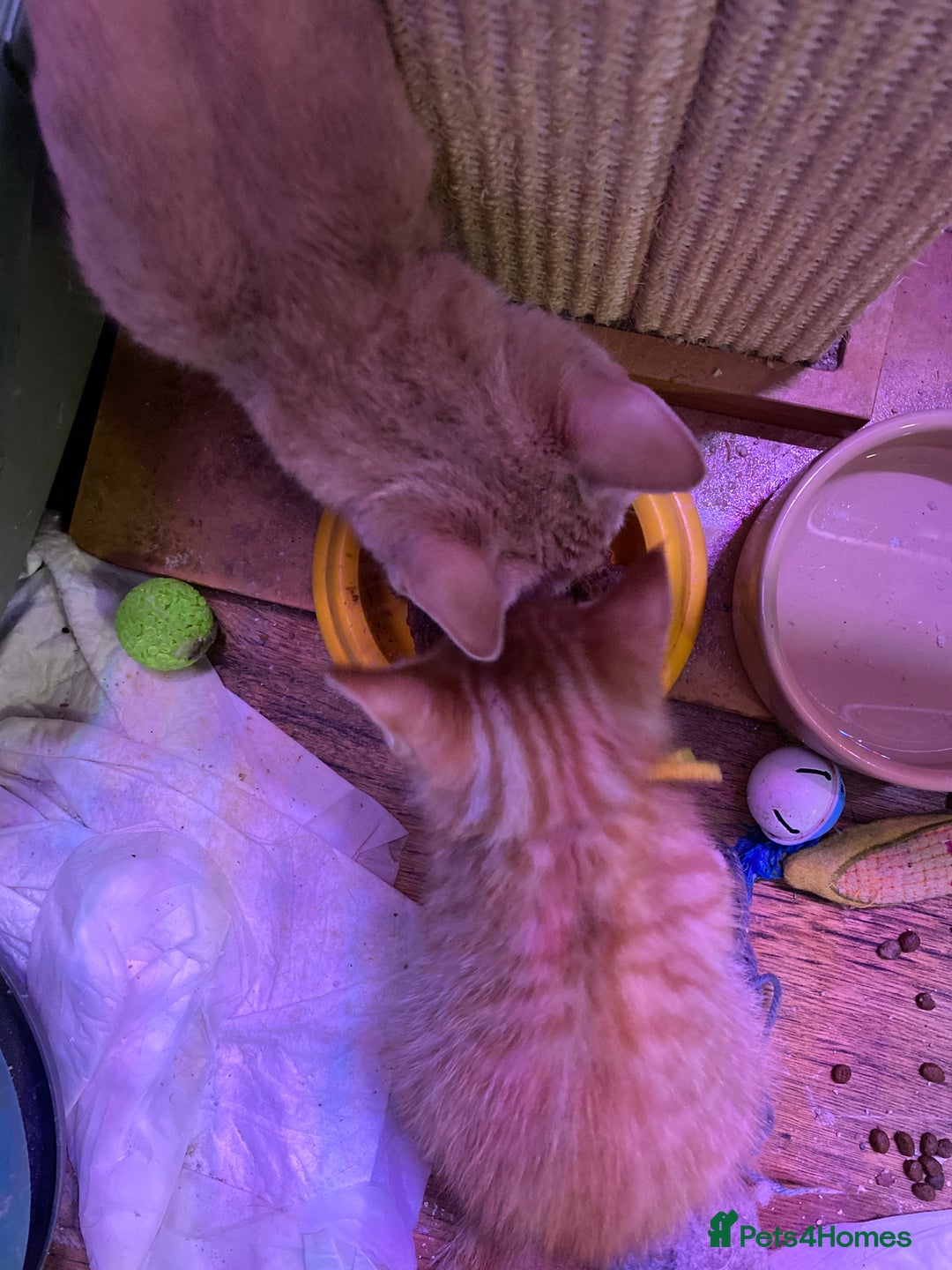 Mixed Breed cats for sale: Maine Coon, BSH, moggy mash ups - Advert 3