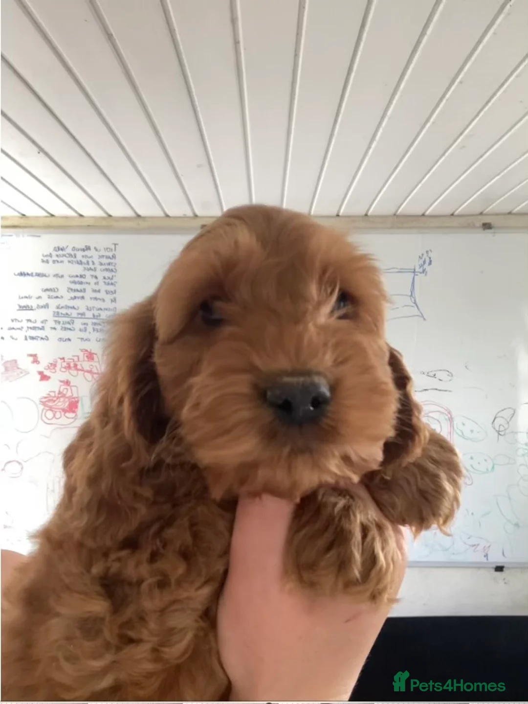 Gallery Image {{count}}