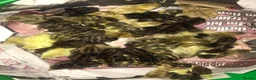 Quail poultry for sale: QUAIL HATCHING EGGS/CHINESE PAINTED BUTTONS - Advert 4