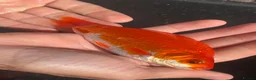 Goldfish fish for sale: Goldfish  - Advert 5