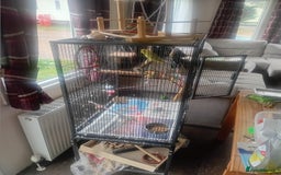 Parrots birds for sale: Parallette  - Advert 3