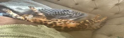 Bengal cats for sale: Exceptional Bengal Heritage Kittens in Llangammarch Wells - Advert 5
