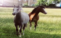 Welsh Section A horses for sale: Section A gelding - Image 4