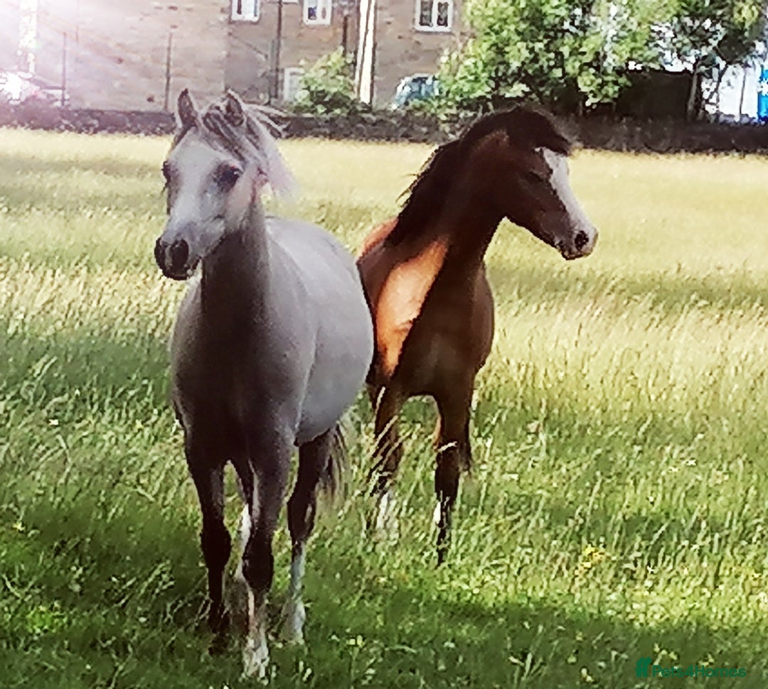 Welsh Section A horses for sale: Section A gelding - Image 4