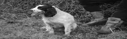 English Springer Spaniel dogs for sale: Pedigree English Springer Spaniel Puppies - Advert 5