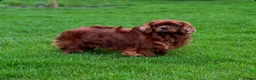 Cavalier King Charles Spaniel dogs for sale: STUNNING CAVALIER KING CHARLES PUPPIES  - Advert 10