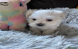 Maltese dogs for sale: Beautiful Maltese Puppies  - Image 4