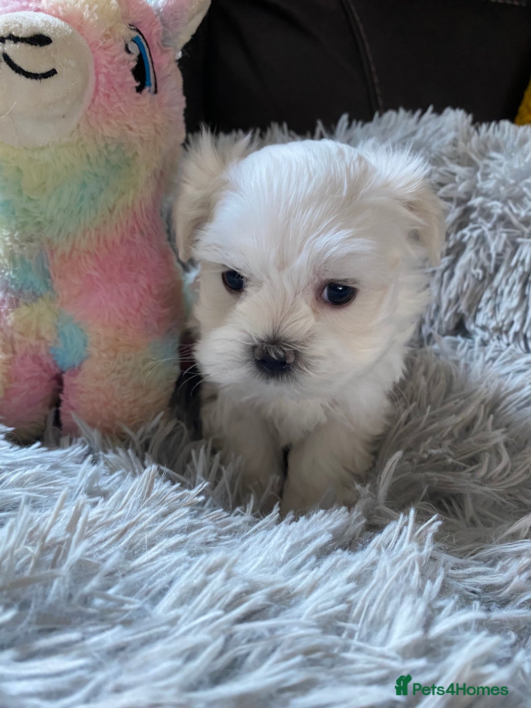 Maltese dogs for sale: Beautiful Maltese Puppies  - Image 4