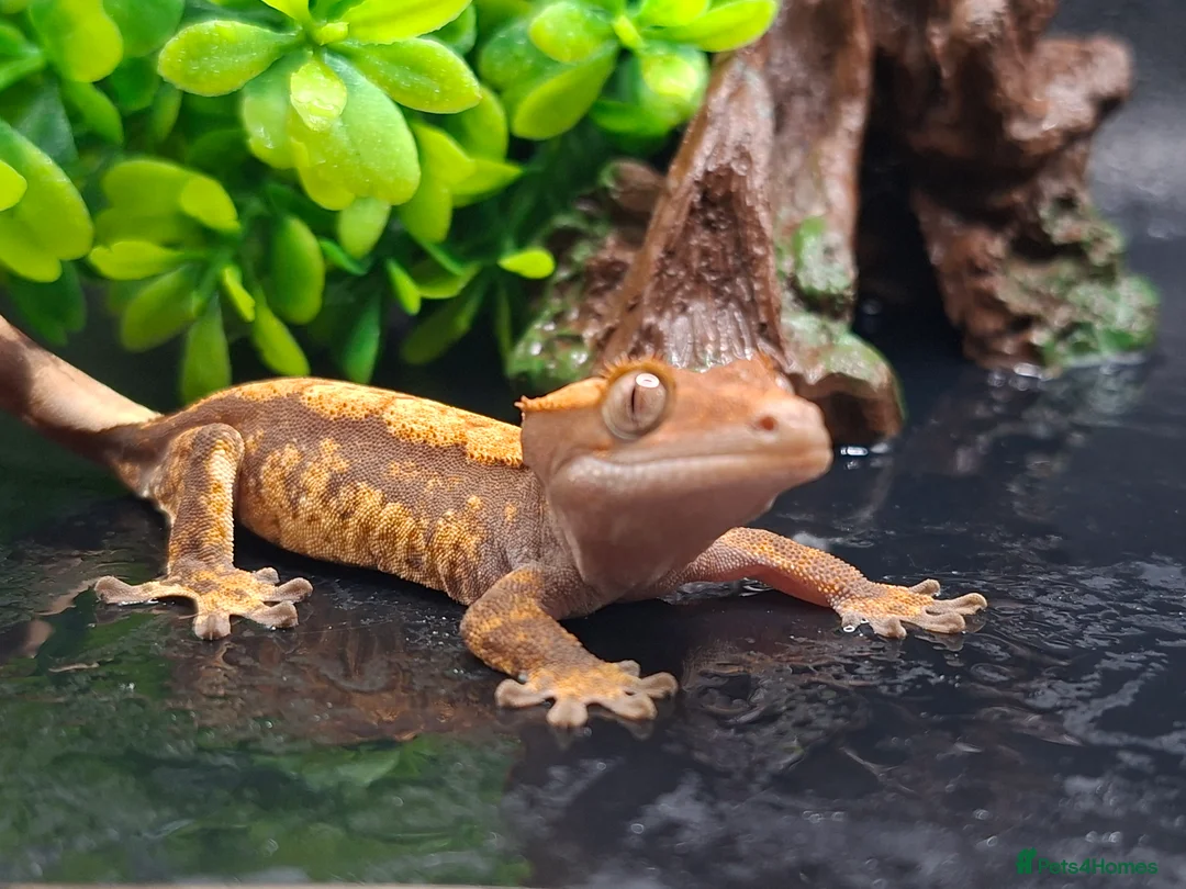 Gecko reptiles for sale: Beautiful Crested Gecko's ready for new homes  - Advert 1