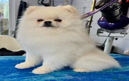 Pomeranian dogs for stud: Tiny Pomeranian (STUD)  - Image 7