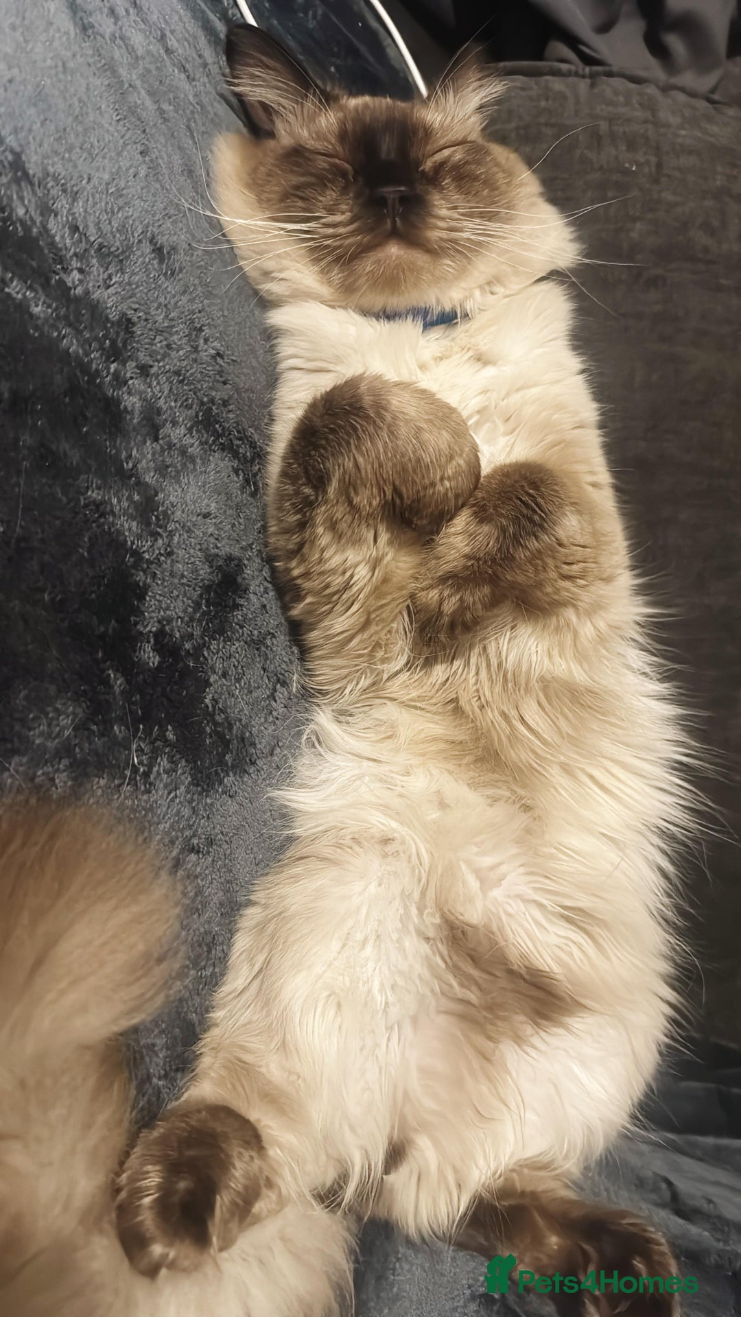 Ragdoll cats for sale: Ragdoll cross domestic shorthaired kittens  - Image 18