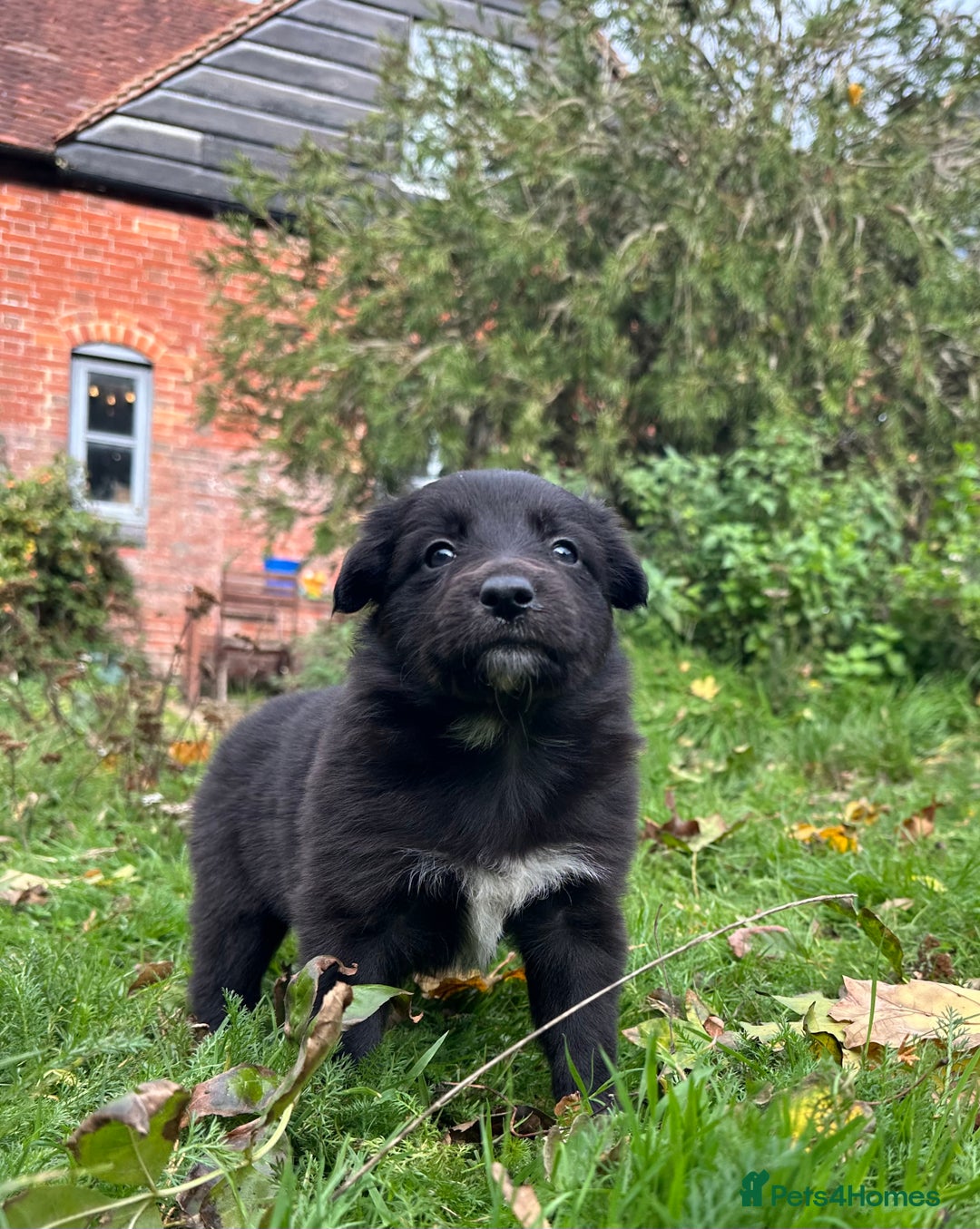 Mixed Breed dogs for sale: Collie x Kelpie Girl puppy  - Image 2