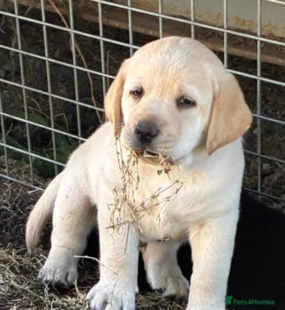 Labrador Retriever dogs for sale: Purebred Labrador Puppies. Full pedigree in Glasgow - Advert 2