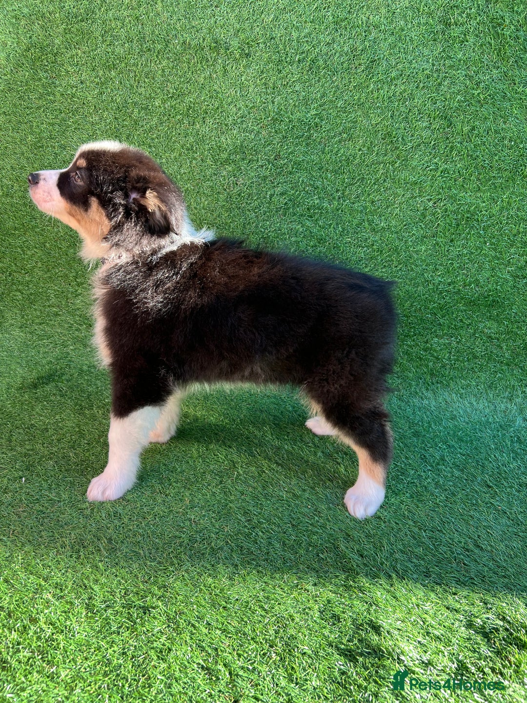 Australian Shepherd dogs for sale: Australia shepherd Kc puppies  - Image 34