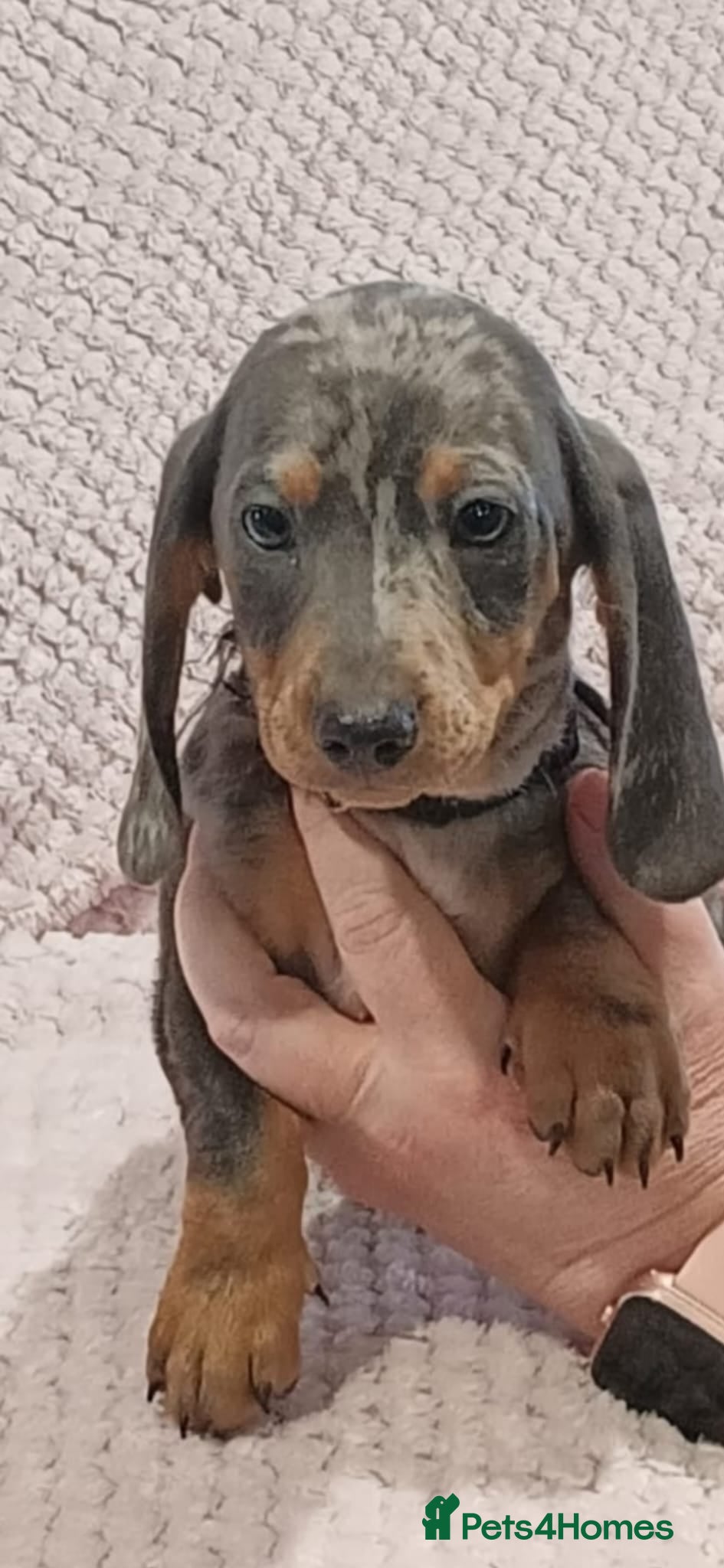 Dachshund dogs Blue dapple dachshund puppie ready now  - Advert 1