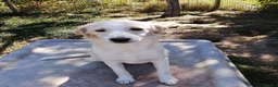 Mixed Breed dogs for adoption: ❤️ SUMMER❤️ – YOUR CHANCE TO HAVE SUMMER FOREVER - Advert 16
