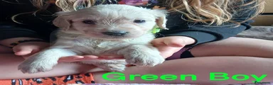 Green Collar Boy