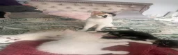 Mixed Breed cats for sale: 3 KITTENS FOR SALE - Advert 10