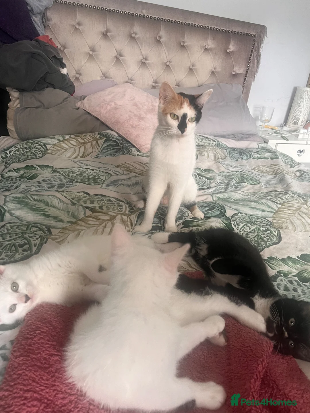 Mixed Breed cats for sale: 3 KITTENS FOR SALE - Advert 10