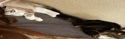 British Longhair cats for sale: Cats for sale - Advert 11