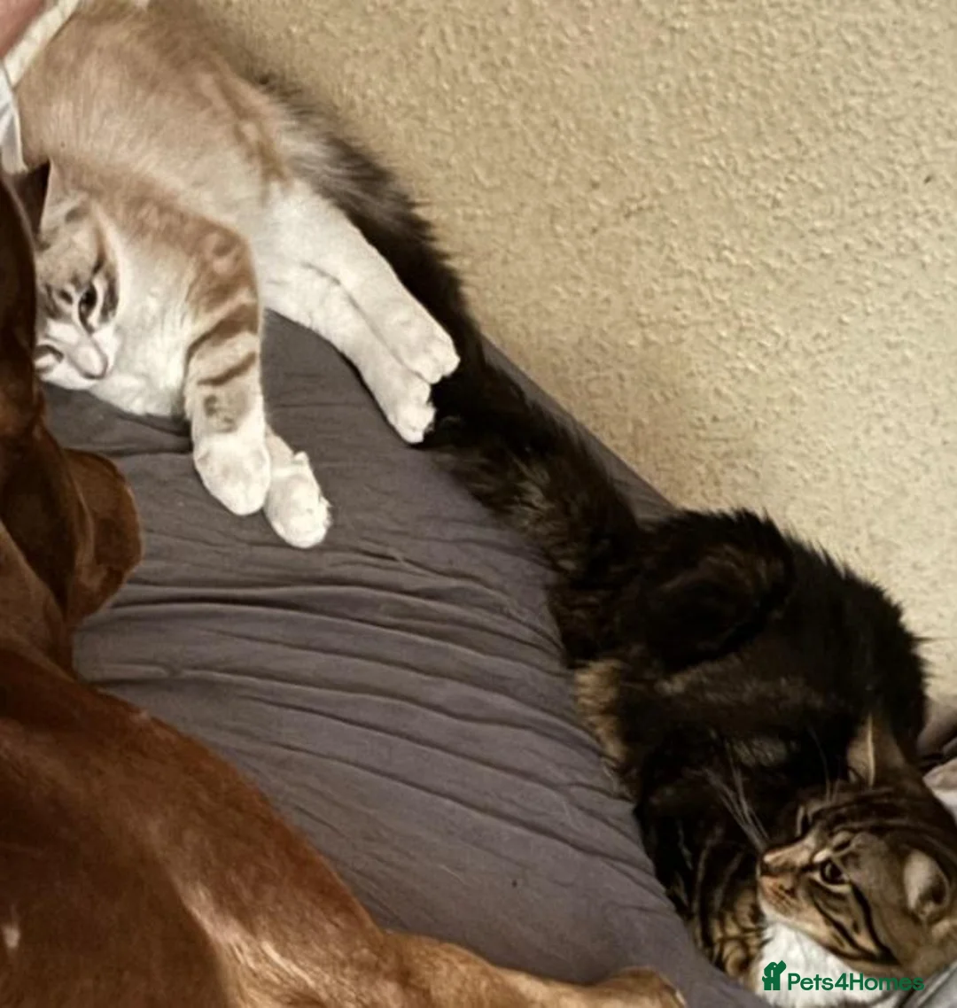 British Longhair cats for sale: Cats for sale - Advert 11