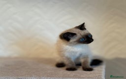 Siamese cats for sale: Beautiful Siamese Kitten - Image 6