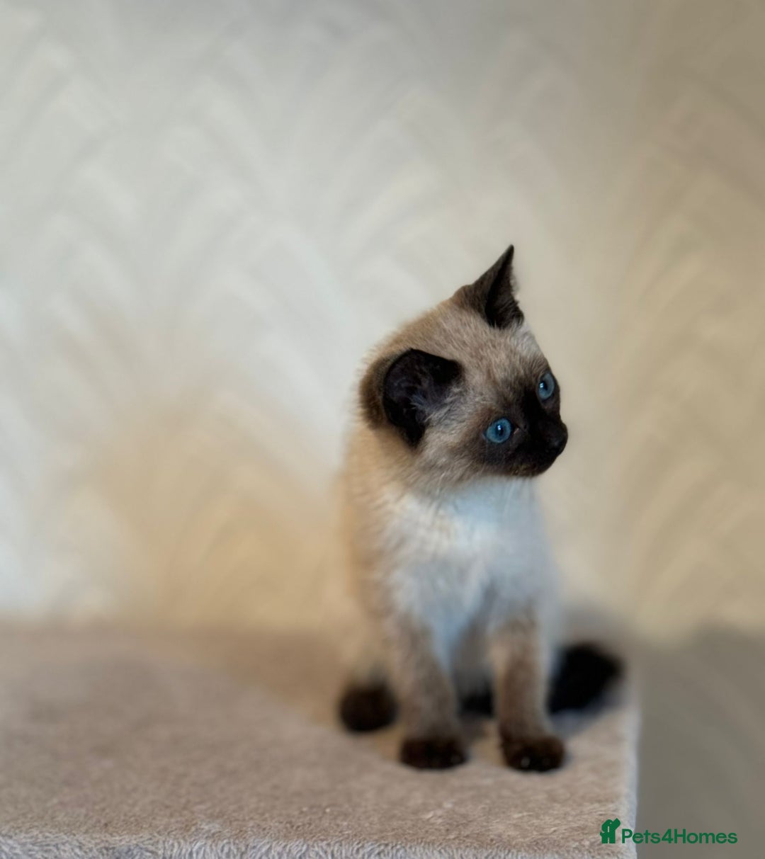 Siamese cats for sale: Beautiful Siamese Kitten - Image 6