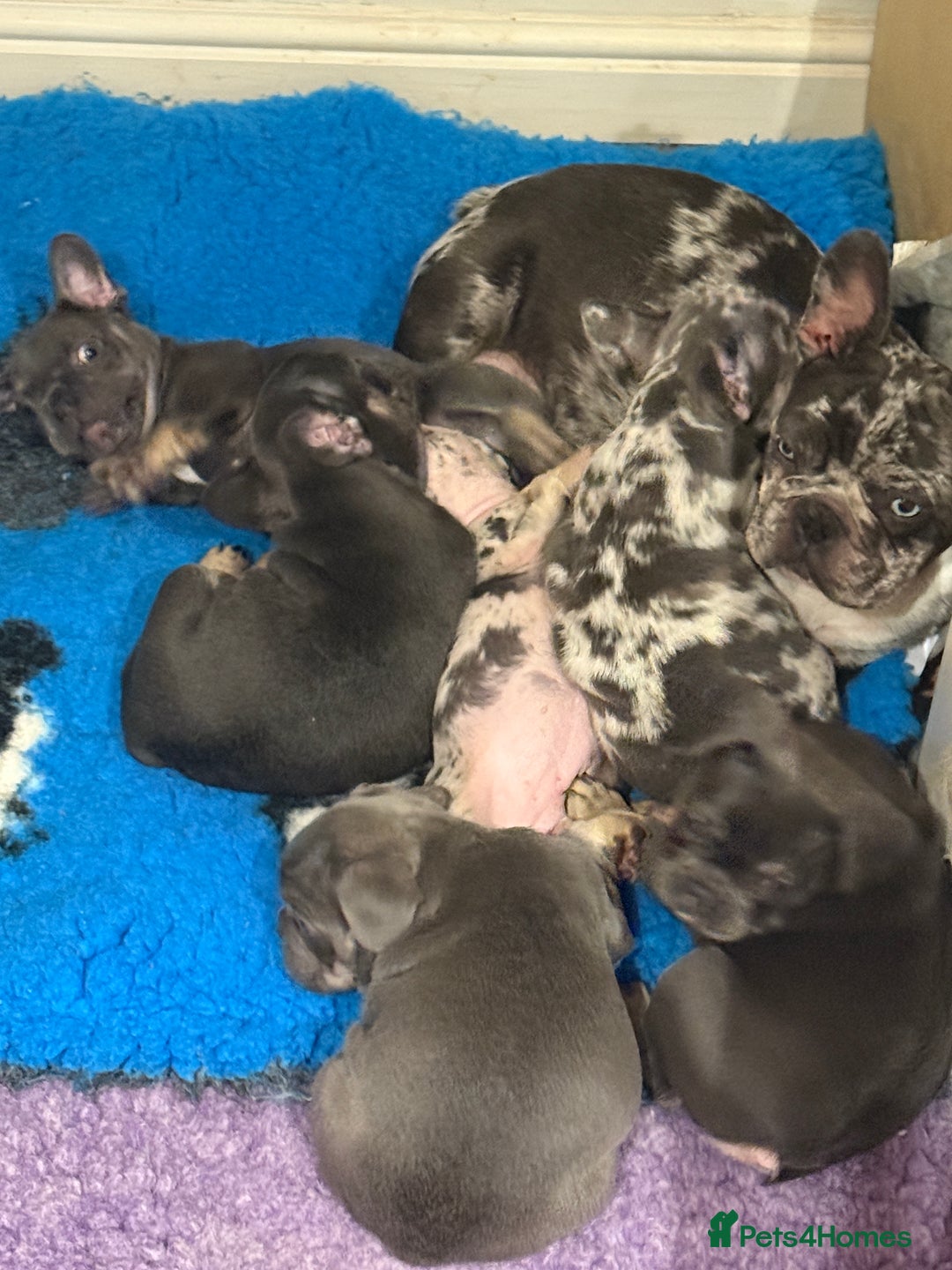 French Bulldog dogs for sale: French bulldogs ready for  **   **   - Advert 2