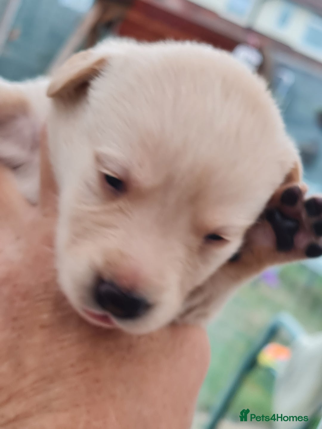 Labrador Retriever dogs for sale:  Beautiful, bouncing Pedigree Pups - Image 12