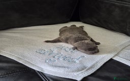 Staffordshire Bull Terrier dogs for sale: KC REG STAFFORDSHIRE BULL TERRIER PUPS - Image 11