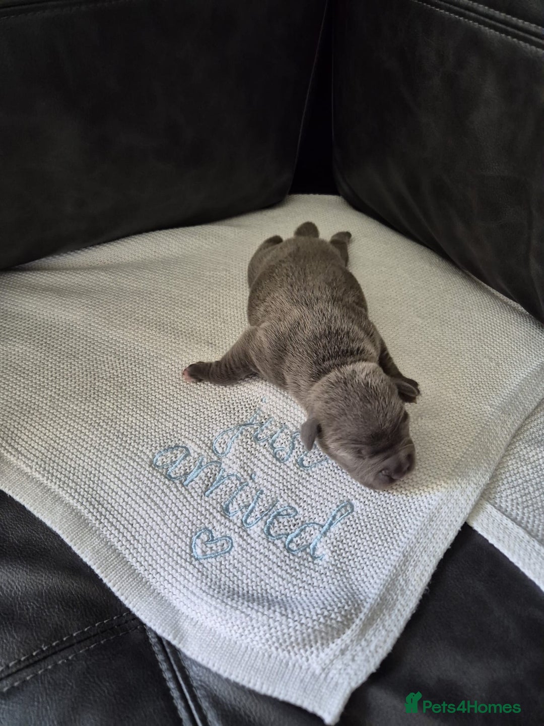 Staffordshire Bull Terrier dogs for sale: KC REG STAFFORDSHIRE BULL TERRIER PUPS - Image 11